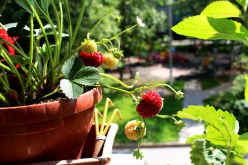 Ремонтантные сорта клубники нейтрального дня. Описание особенностей ремонтантной земляники и правил её выращивания