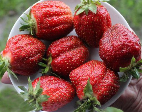 Лучшие сорта ремонтантной клубники для Подмосковья. Сажаем клубнику: лучшие сорта для Подмосковья