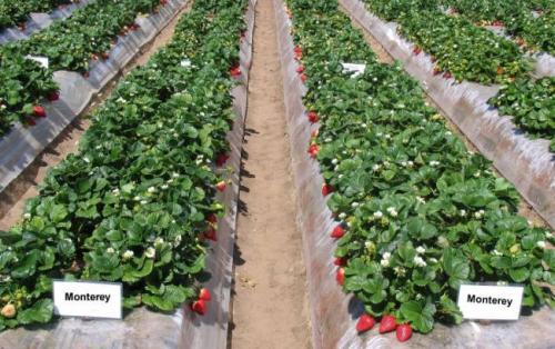 Лучшие ремонтантные сорта клубники для бизнеса. 12 лучших ремонтантных сортов клубники: подробный обзор с описаниями и фото