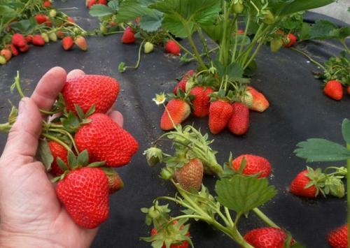 Лучшие ремонтантные сорта клубники для бизнеса. 12 лучших ремонтантных сортов клубники: подробный обзор с описаниями и фото