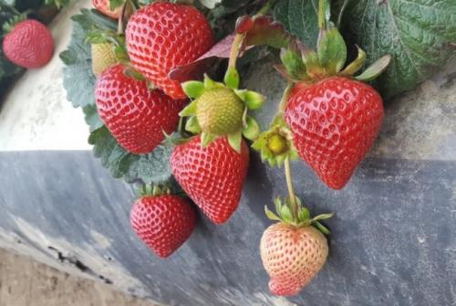 Лучшие ремонтантные сорта клубники для бизнеса. 12 лучших ремонтантных сортов клубники: подробный обзор с описаниями и фото