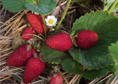 Лучшие ремонтантные сорта клубники для бизнеса. 12 лучших ремонтантных сортов клубники: подробный обзор с описаниями и фото