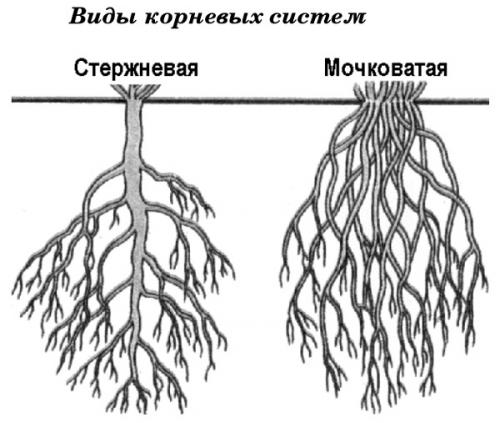 Что такое карликовый подвой для яблони. Описание