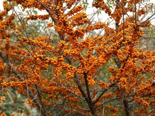 Совместимость деревьев в саду. Наилучшая совместимость плодовых деревьев и кустарников 07
