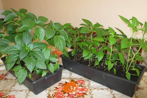 Что сеем в феврале на рассаду. Что сеют в феврале на рассаду в разных регионах страны