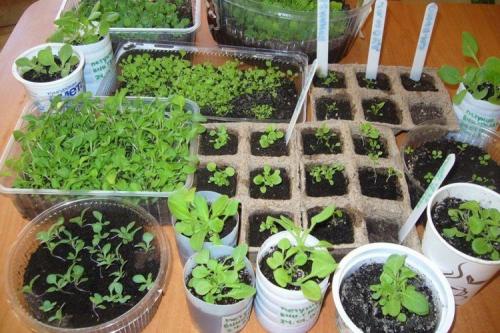 Что сеем в феврале на рассаду. Что сеют в феврале на рассаду в разных регионах страны