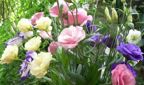 Уход за рассадой агератума. Как вырастить рассаду агератума, когда сажать семена 16 Уход за рассадой агератума. Как вырастить рассаду агератума, когда сажать семена 16