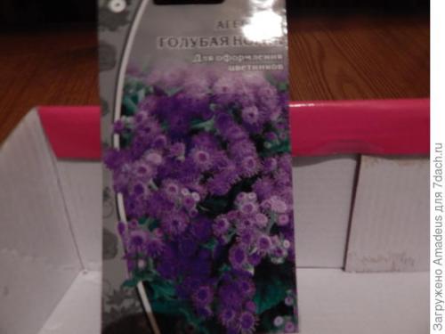 Агератум Голубая норка - простой и очень неприхотливый