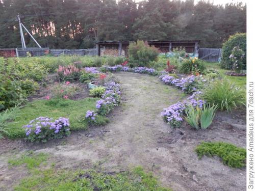 Агератум Голубая норка - простой и очень неприхотливый