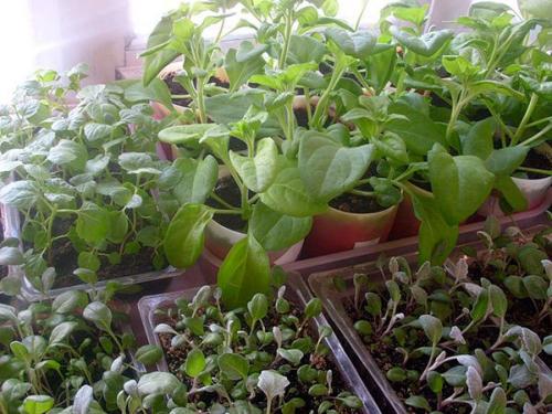 Агератум многолетний. Агератум – описание, выращивание, уход