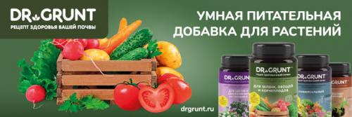 Что сеем в феврале на рассаду. Что сеют в феврале на рассаду в разных регионах страны