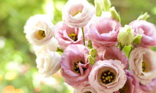 Уход за рассадой агератума. Как вырастить рассаду агератума, когда сажать семена 17 Уход за рассадой агератума. Как вырастить рассаду агератума, когда сажать семена 17