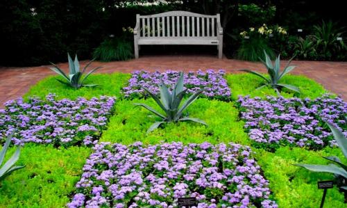 Агератум многолетний. Агератум – описание, выращивание, уход