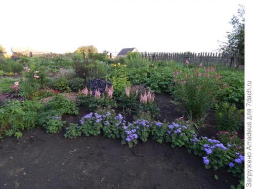 Агератум Голубая норка - простой и очень неприхотливый