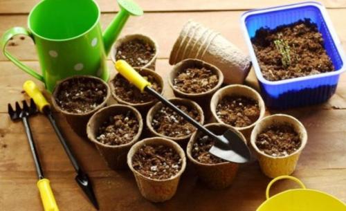 Что можно сажать сегодня на рассаду. Лунный посевной календарь садоводов и огородников на 2023 год с основными рекомендациями по месяцам