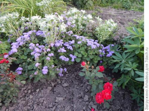 Агератум Голубая норка - простой и очень неприхотливый