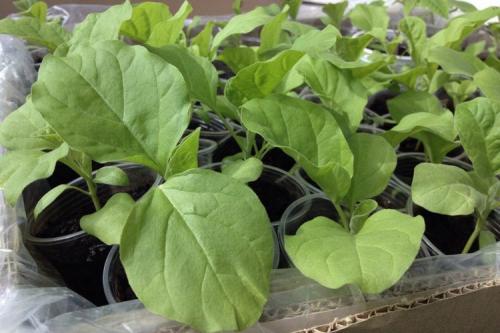 Что сеем в феврале на рассаду. Что сеют в феврале на рассаду в разных регионах страны