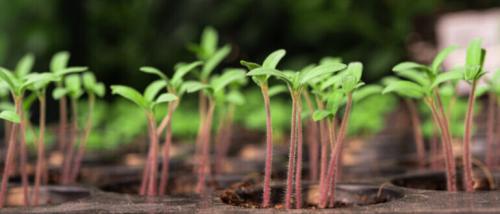 Рассада в январе. Что нужно сеять на рассаду в январе, особенности январской посадки