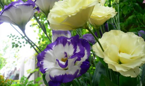 Уход за рассадой агератума. Как вырастить рассаду агератума, когда сажать семена 18 Уход за рассадой агератума. Как вырастить рассаду агератума, когда сажать семена 18