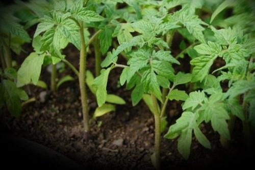 Что сеем в феврале на рассаду. Что сеют в феврале на рассаду в разных регионах страны