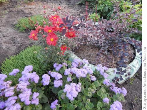 Агератум Голубая норка - простой и очень неприхотливый