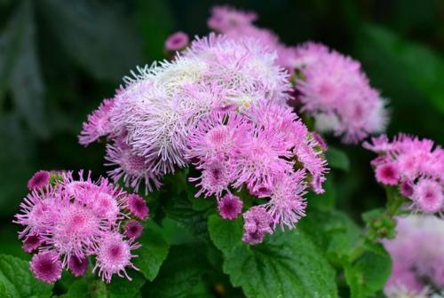 Агератум в горшке. Краткое описание сортов