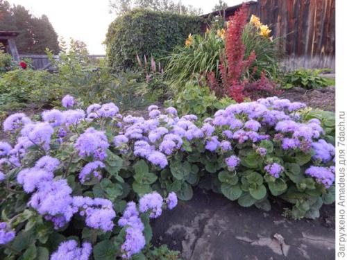 Агератум Голубая норка - простой и очень неприхотливый