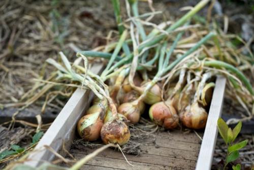 Как определить, готов ли лук к сборе на зиму. Оптимальное время уборки репчатого лука