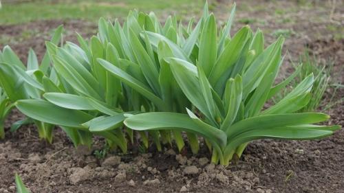 Какие полезные свойства имеет лук, выращенный на зиму. Холодостойкий вид лука «Слизун»
