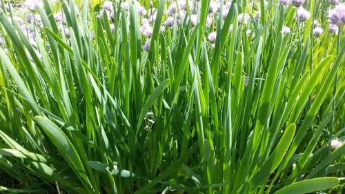 Какие полезные свойства имеет лук, выращенный на зиму. Холодостойкий вид лука «Слизун»