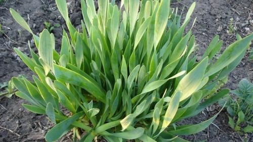 Какие полезные свойства имеет лук, выращенный на зиму. Холодостойкий вид лука «Слизун»