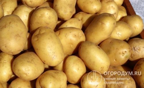 Удача картофель. Характеристики клубней