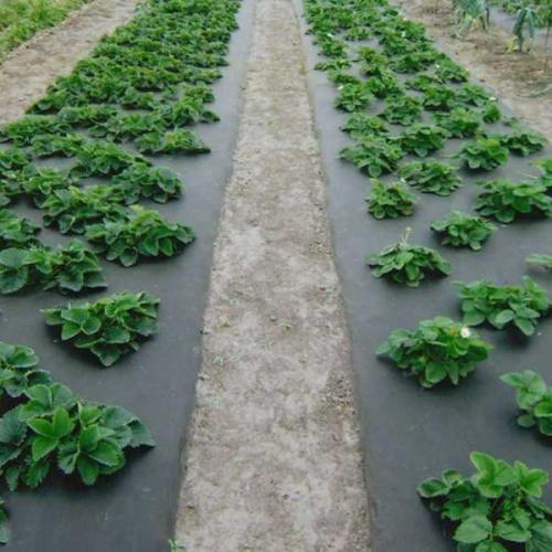 Слизни под агроволокном. Как победить слизней с помощью агроткани