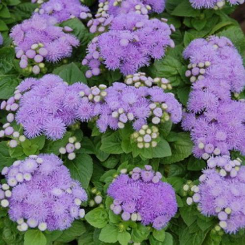 Выращивание агератума из семян в домашних условиях. Как вырастить цветок дома? 10