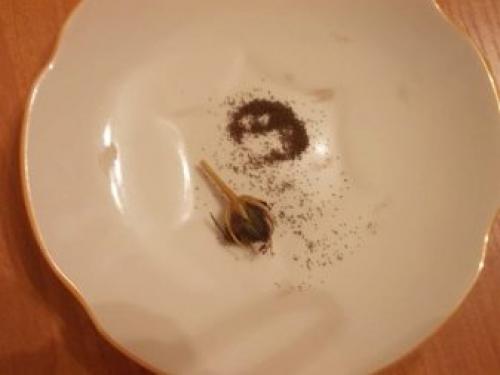 Выращивание агератума из семян в домашних условиях. Как вырастить цветок дома? 03