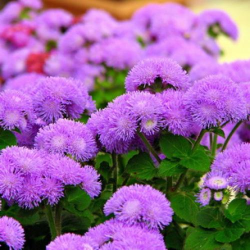 Выращивание агератума из семян в домашних условиях. Как вырастить цветок дома? 08