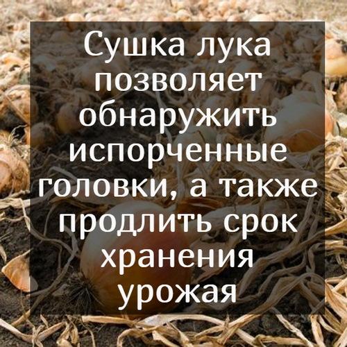 Какие методы сушки лука наиболее эффективны. Зачем сушить лук после сбора