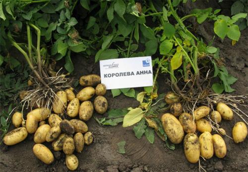 Картофель королева Анна. Королева Анна картофель – описание сорта, характеристика, отзывы и фото