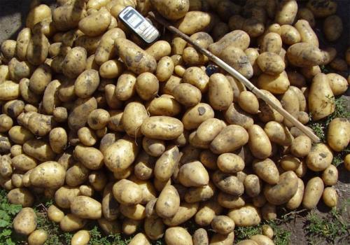 Картофель королева Анна. Королева Анна картофель – описание сорта, характеристика, отзывы и фото