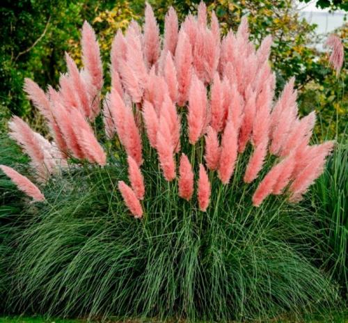 Пампасная трава в горшке. Особенности кортадерии