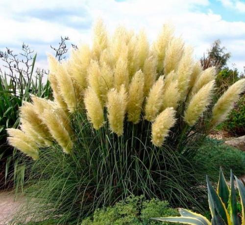 Пампасная трава в горшке. Особенности кортадерии