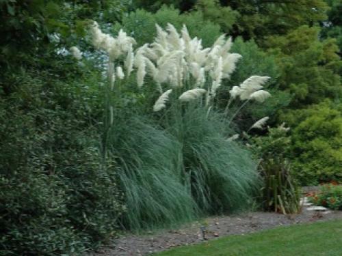 Как посадить пампасную траву семенами. Пампасная трава: особенности посадки и выращивания 01