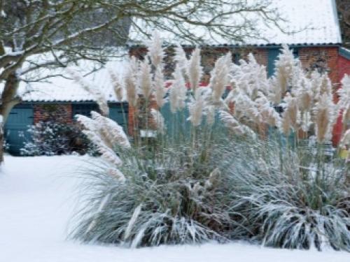 Как посадить пампасную траву семенами. Пампасная трава: особенности посадки и выращивания 02