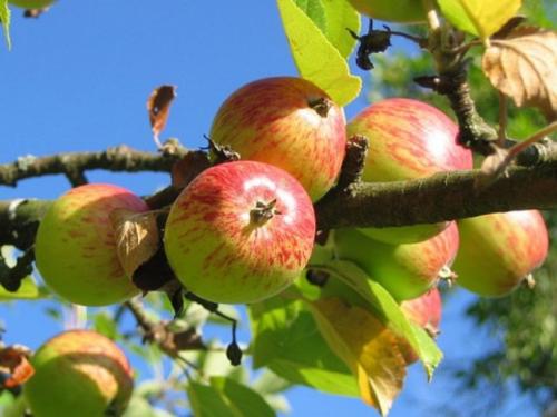 Характеристика яблони. Яблоня: выбор саженца, когда сажать, уход, сбор урожая, сорта и болезни яблони. (120 фото дерева)