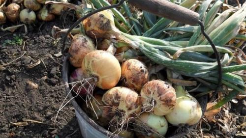 Как правильно срезать лук перед уборкой. Зачем обрезать лук, и как правильно это сделать для хранения на зиму