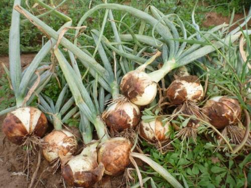Какие приёмы уборки лука наиболее эффективны. Как ускорить созревание лука?
