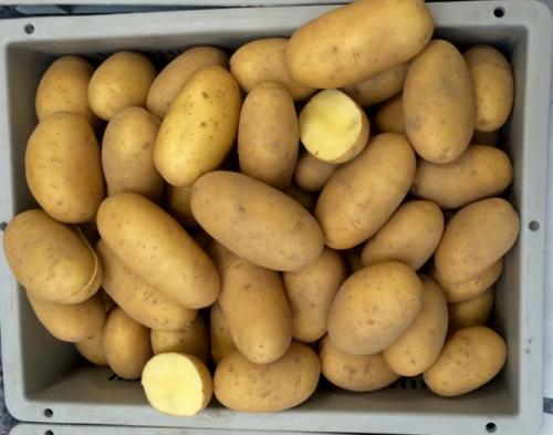 Картофель Королева Анна, как сажать. Королева Анна картофель – описание сорта, характеристика, отзывы и фото