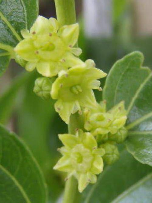 Фрукт унаби полезность. Происхождение 09