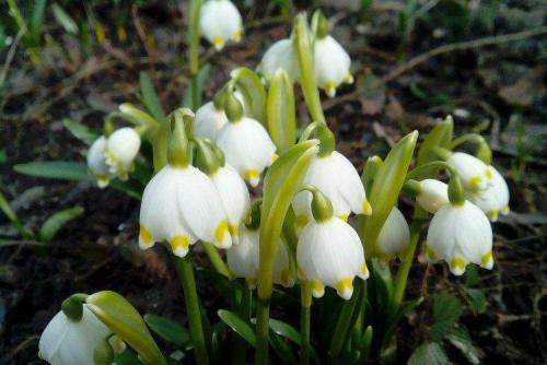 Белые однолетники цветущие все лето. Белые цветы: названия, фото и описания (каталог)