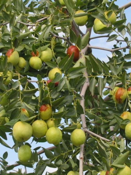 Фрукт унаби полезность. Происхождение 14